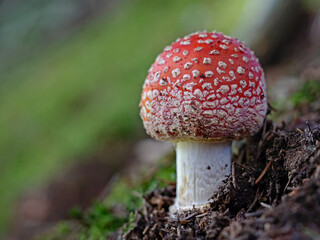Small fly agaric in the forest