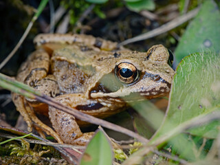 Common frog, Grasfrosch (Rana temporaria)