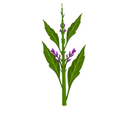 Background with baikal skullcap: baikal skullcap flowering branch and root. Cosmetic and medical plant. Vector hand drawn illustration