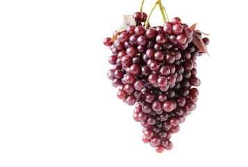 Champagne grapes isolated on white background