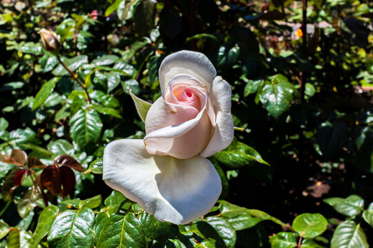 White China Rose