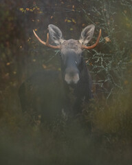 Bull moose early in the morning in autumn forest