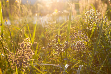 Selective focus on some herbs in the rays of a very bright rising sun. swamp summer grasses at dawn, sunset.Scirpus sylvaticus © Марина Мартинез