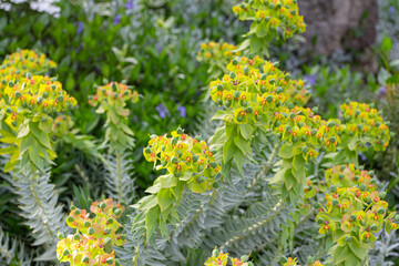 Beautiful yellow flowers of the Tbilisi Botanical Garden. Georgia  country