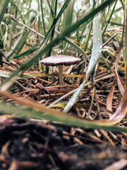 Small mushroom among green grass