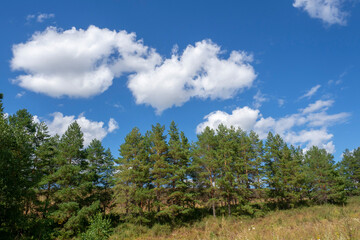 Fototapeta premium Blue sky and white clouds over the trees.