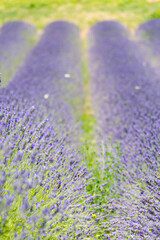 Obraz premium Lavender field