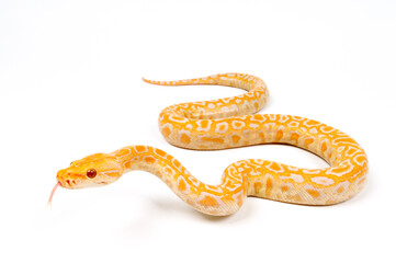 Naklejka premium Tigerpython // Indian python (Python molurus) - Albino