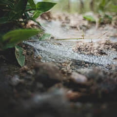 water on spider wed