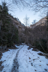 Fototapeta na wymiar snowy path between trees in ordesa national park in the spanish pyrenees