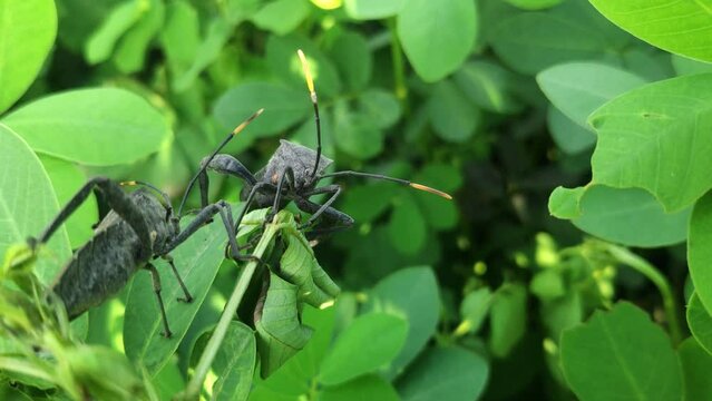 A macro view of Acanthocephala terminalis o leaf footed bug