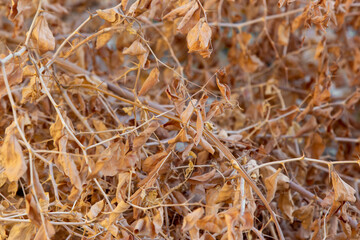 Dry orange leaves on branches. Texture, background.