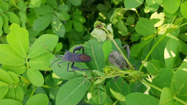 A macro view of Acanthocephala terminalis o leaf footed bug