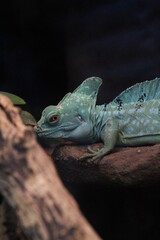 turquoise iguana