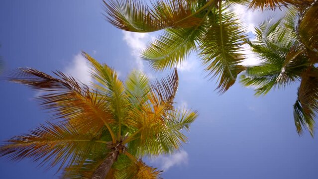 8k Video Palm Trees Spinning Overhead