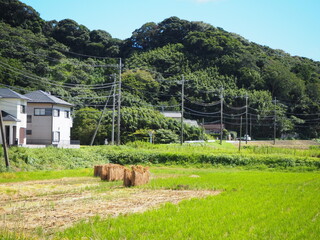 田んぼで稲を干している田園風景