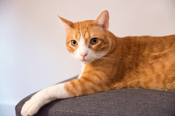 Ginger cat sitting onsofa in cozy living room. 