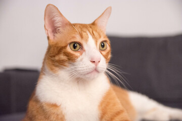 Ginger cat sitting onsofa in cozy living room. 