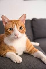 Ginger cat sitting onsofa in cozy living room. 