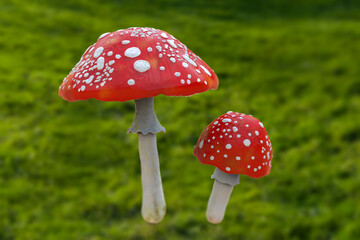 Fly agaric mushroom with red cap and white dots, Amanita mushroom, illustration