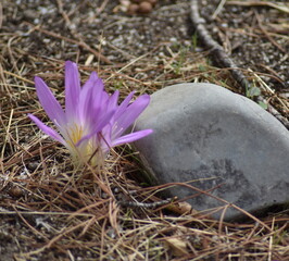 Un par de flores moradas de azafrán al lado de una piedra