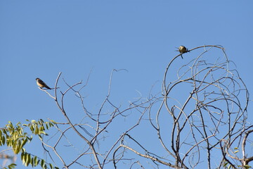 Dos golondrinas dáuricas posadas en las ramas de la copa de un árbol