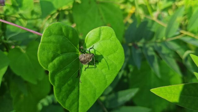 A macro view of stink bug or brochymena bug