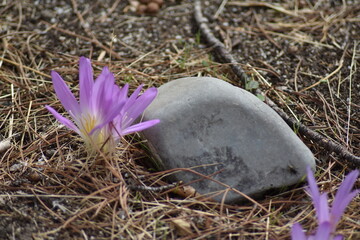 Un par de flores moradas de azafrán al lado de una piedra