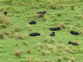 Black cattle scattered over bright green field
