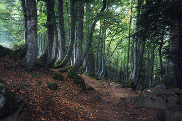 Misty forest with hiking path