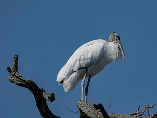 Portrait of a Wood Stork Wearing his Feathered Neck Scarf
