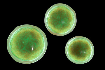 Emmonsia microscopic pathogenic fungi, 3D illustration