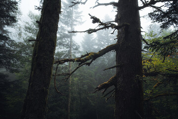 Wide angle view of trees in mist
