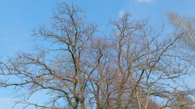 Bare branches of a oak tree against clear blue sky of cloudless early spring. Cold weather. Tilt up.