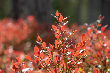 Blueberry leaves at autumn on a sunny day.
