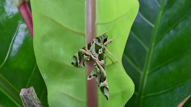 Oleander Hawk-moth or Gardenia Hawk-moth, Daphnis nerii perching on leaf 