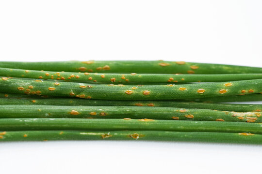 Rust on chives caused by pathogenic fungus Puccinia porri