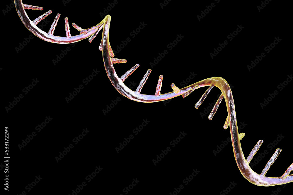 Wall mural molecule of mrna, 3d illustration