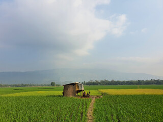 Amazing view of the lush green paddy field of Bangladesh near the border of india on a misty spring morning with a hut in the middle of the field. Evergreen bangladesh
