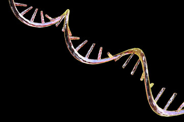 Molecule of mRNA, 3D illustration - obrazy, fototapety, plakaty