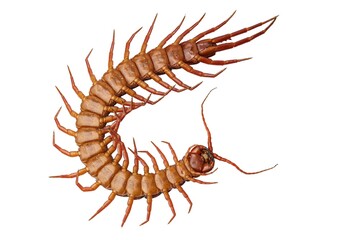 An orange centipede is on a white background.