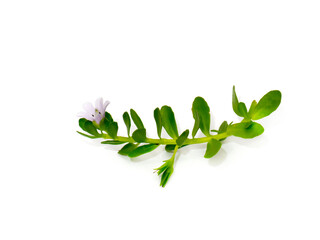 Close up Brammi leaf and flower on white background