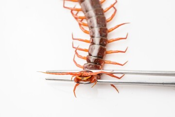 An orange centipede is on a white background.