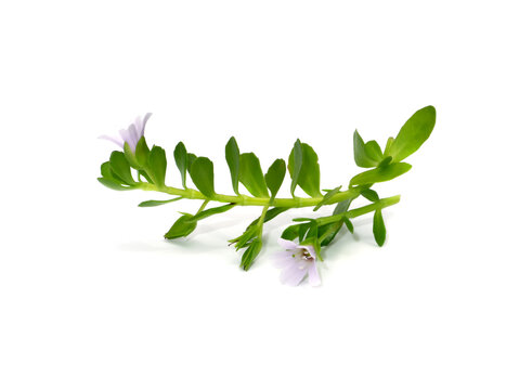 Close up Brammi leaf and flower on white background