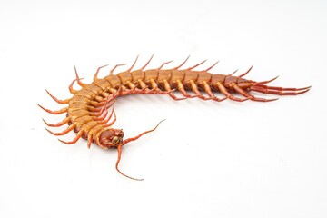 An orange centipede is on a white background.