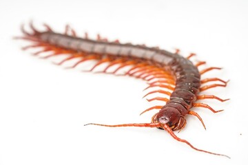 An orange centipede is on a white background.