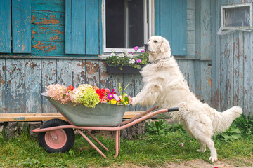 A white Labrador retriever stands with paws on a garden wheelbarrow with autumn flowers