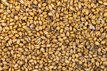 background on which a grain of wheat is depicted