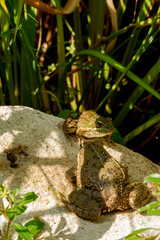 Rana pelophylax perezi in the wild on stones