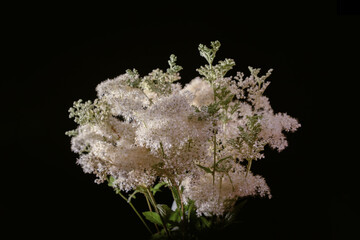 a bouquet of white flowers on a black background. wildflowers.